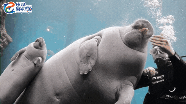 c61f893cd06bc287.gif