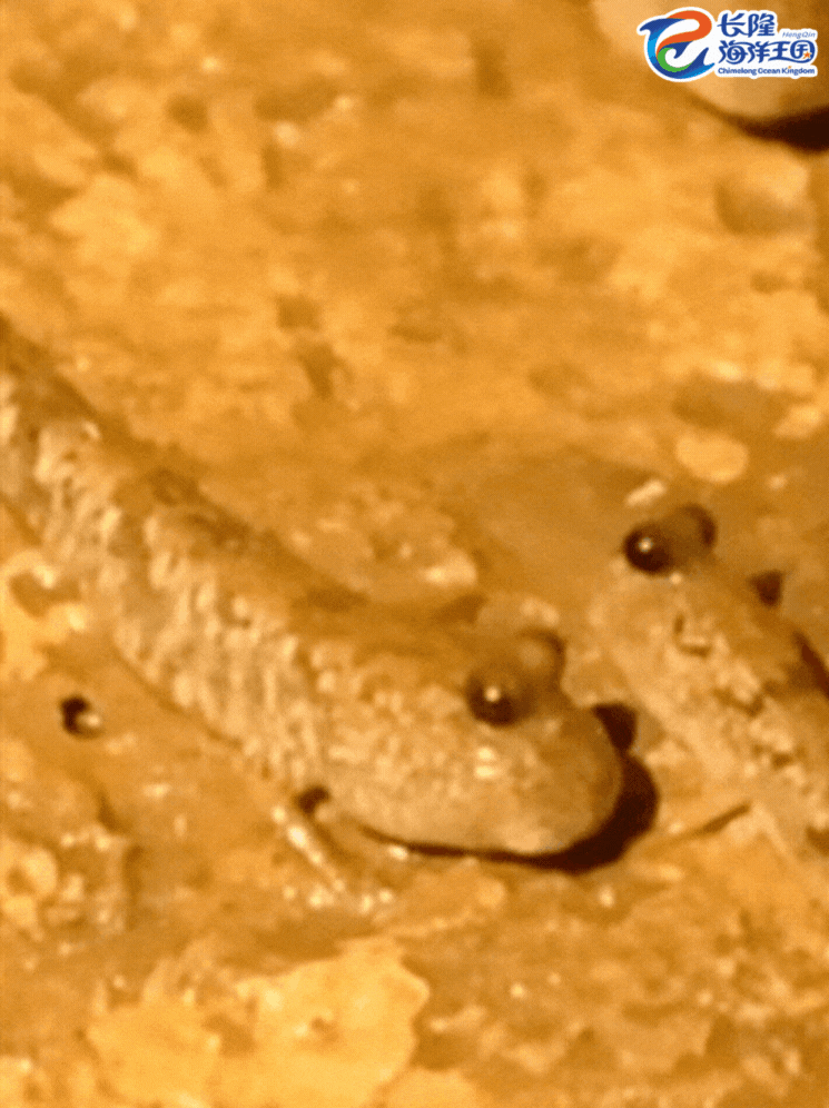 b4ecfcf1a396d651.gif
