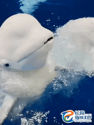 f2effeb855a1b97b.gif